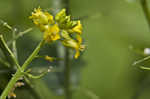 Garden yellowrocket